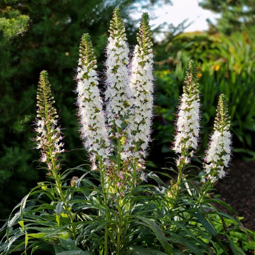 liatra-alba-liatris-spicata-alba-sadzonka-zielona-para