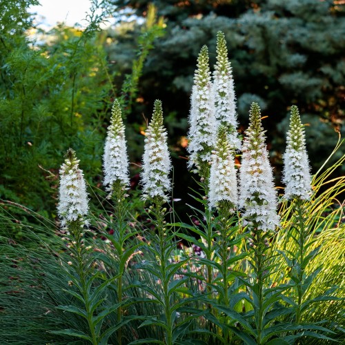 liatra-alba-liatris-spicata-alba-sadzonka-zielona-para