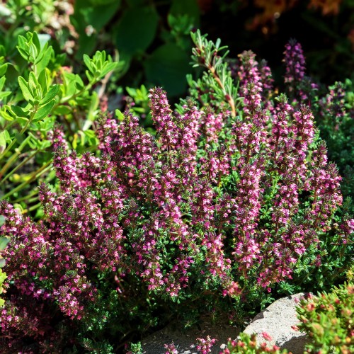 macierzanka-red-carpet-thymus-serpyllum-red-carpet-sadzonka-zielona-para