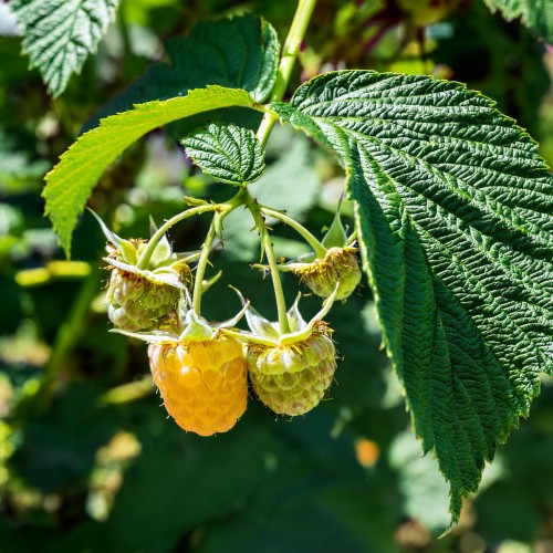 malina-golden-queen-rubus-idaeus-golden-queen-sadzonka-zielona-para