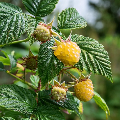 malina-golden-queen-rubus-idaeus-golden-queen-sadzonka-zielona-para