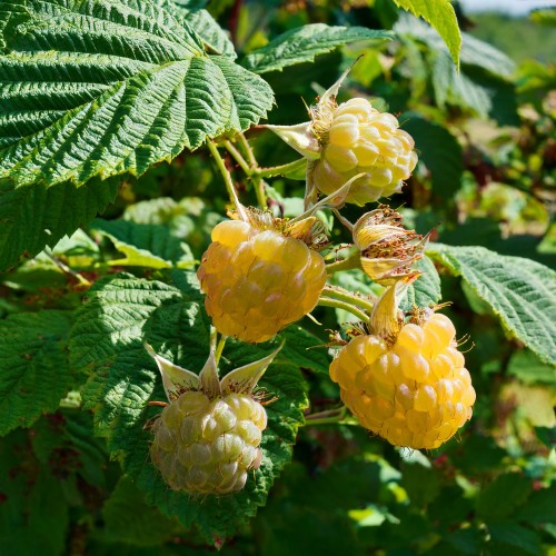 malina-golden-queen-rubus-idaeus-golden-queen-sadzonka-zielona-para