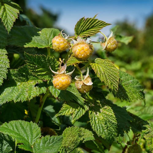 malina-golden-queen-rubus-idaeus-golden-queen-sadzonka-zielona-para
