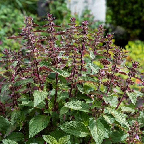 mieta-pieprzowa-chocolatte-mentha-piperita-chocolatte-sadzonka-zielona-para