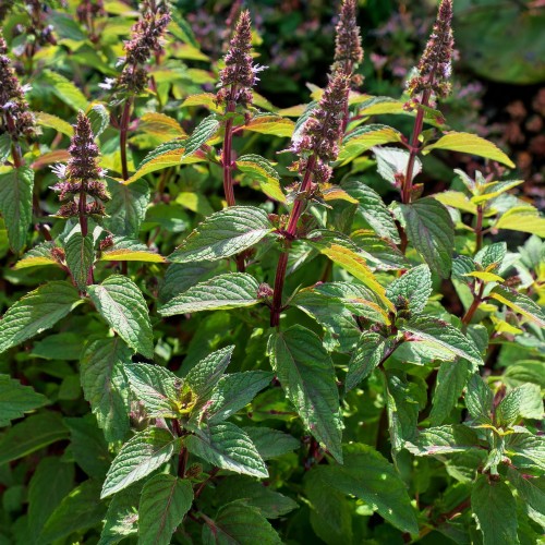 mieta-pieprzowa-chocolatte-mentha-piperita-chocolatte-sadzonka-zielona-para