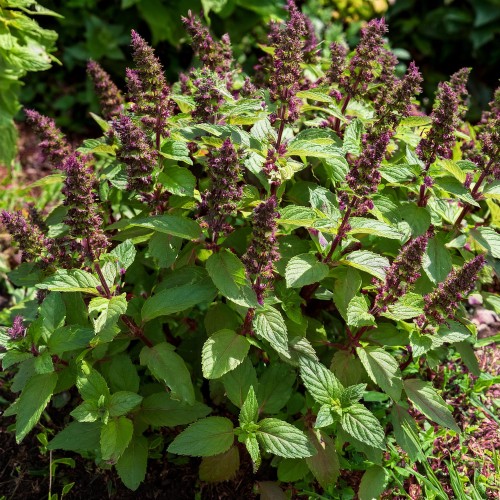 mieta-pieprzowa-chocolatte-mentha-piperita-chocolatte-sadzonka-zielona-para