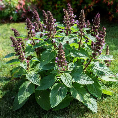 mieta-pieprzowa-chocolatte-mentha-piperita-chocolatte-sadzonka-zielona-para