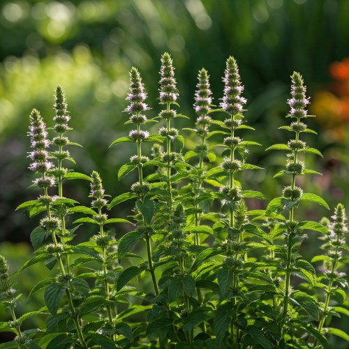 mieta-dlugolistna-mentha-longifolia-sadzonka-zielona-para