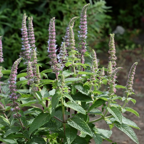 mieta-dlugolistna-mentha-longifolia-sadzonka-zielona-para