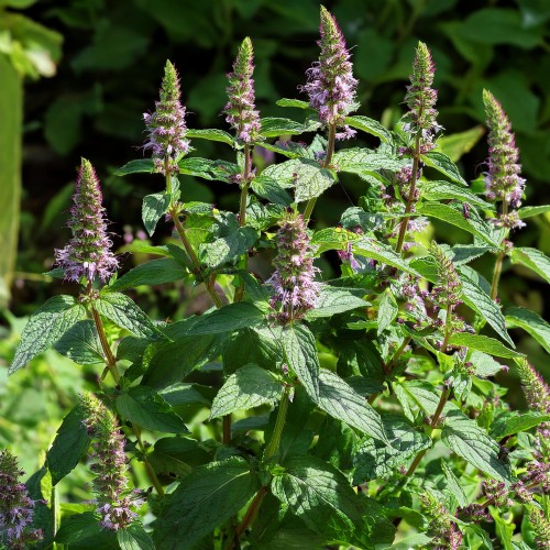 mieta-dlugolistna-mentha-longifolia-sadzonka-zielona-para