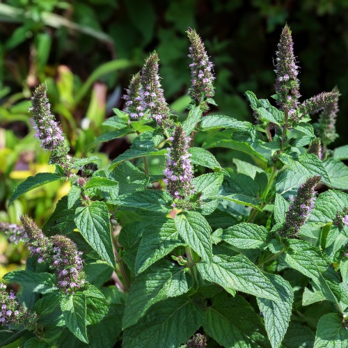 mieta-dlugolistna-mentha-longifolia-sadzonka-zielona-para