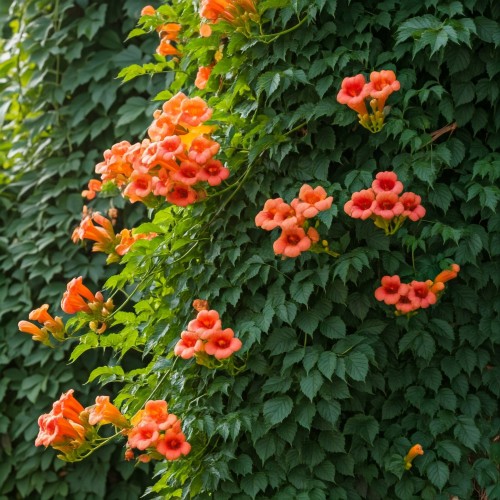 milin-amerykanski-ursynow-campsis-radicans-ursynow-pnacze-sadzonka-zielona-para