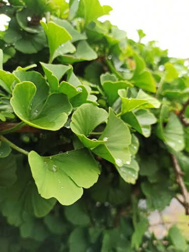 milorząb-dwuklapowy-ginkgo-biloba-sadzonka-zielona-para