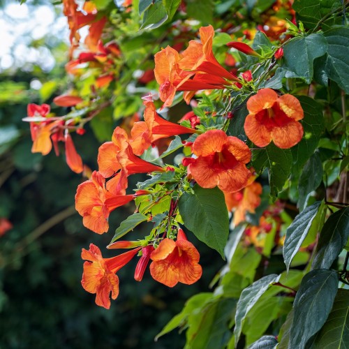 milin-amerykanski-flamenco-campsis-radicans-flamenco-sadzonka-zielona-para