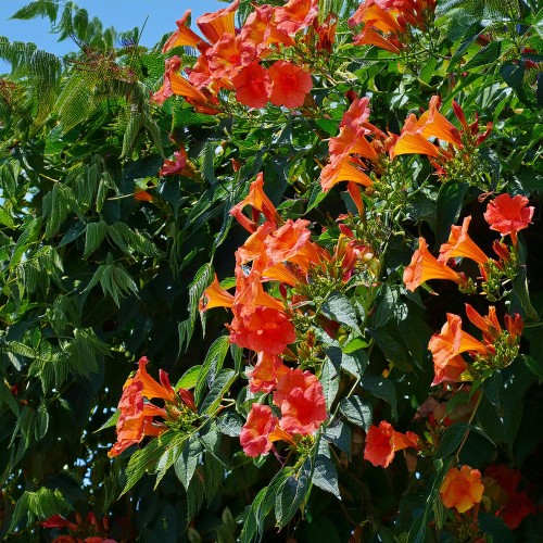 milin-amerykanski-ursynow-campsis-radicans-ursynow-pnacze-sadzonka-zielona-para