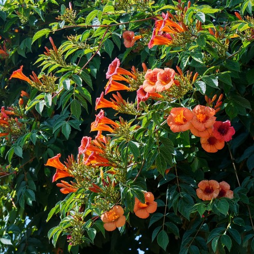 milin-amerykanski-ursynow-campsis-radicans-ursynow-pnacze-sadzonka-zielona-para