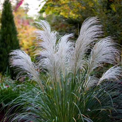 miskant-chinski-graziella-miscanthus-sinensis-graziella-sadzonka-zielona-para