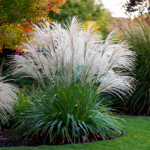 miskant-chinski-graziella-miscanthus-sinensis-graziella-sadzonka-zielona-para