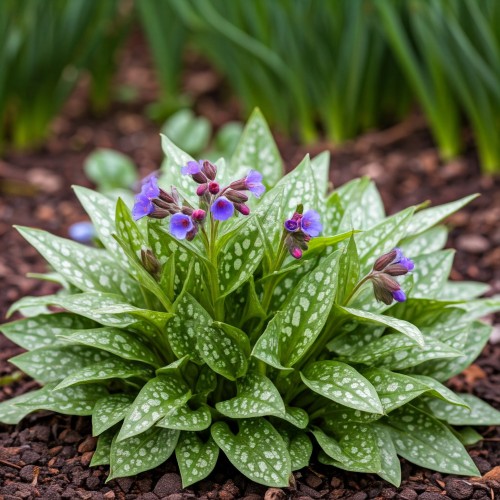miodunka-plamista-moonshine-pulmonaria-officinalis-moonshine-sadzonka-zielona-para