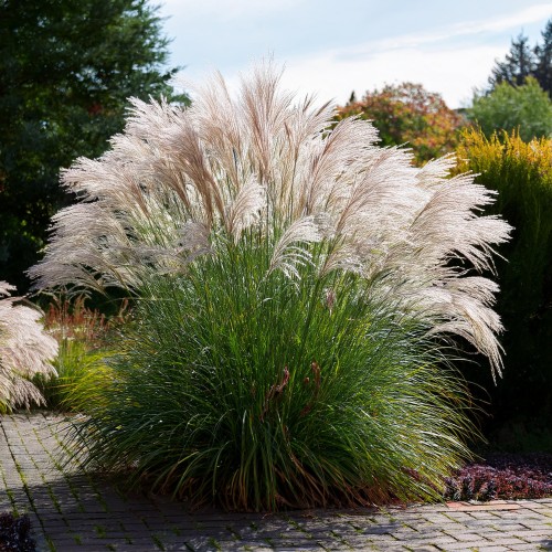 miskant-chinski-malepartus-miscanthus-sinensis-malepartus-sadzonka-zielona-para