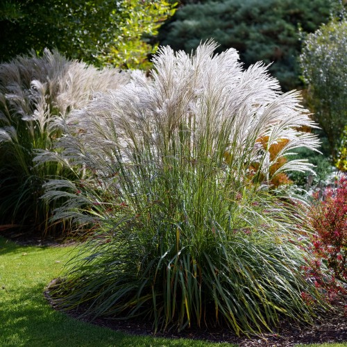 miskant-chinski-malepartus-miscanthus-sinensis-malepartus-sadzonka-zielona-para