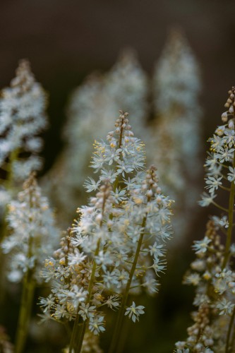 Tiarella Wherry'ego