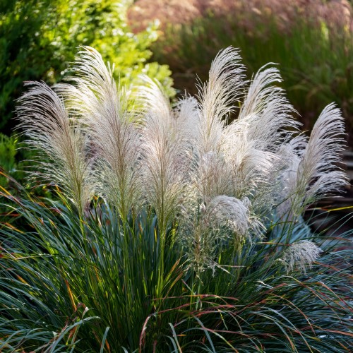 miskant-chinski-graziella-miscanthus-sinensis-graziella-sadzonka-zielona-para