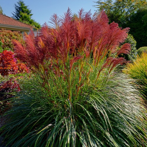 miskant-chinski-polonus-miscanthus-sinensis-sztywne-liscie-ozdobna-trawa-do-nasadzen-sadzonka-sadzonki-zielona-para-zielonapara