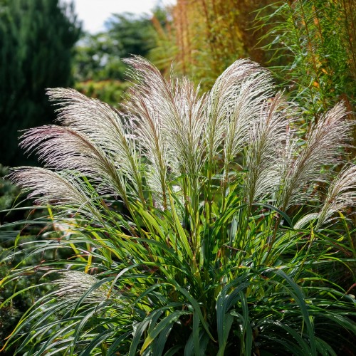 miskant-chinski-morning-light-miscanthus-sinensis-morning-light-sadzonka-zielona-para