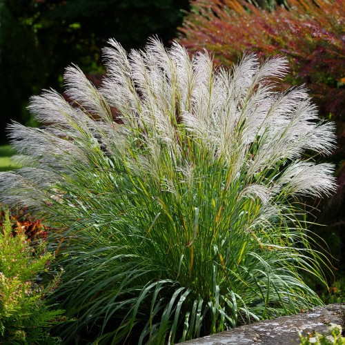 miskant-chinski-morning-light-miscanthus-sinensis-morning-light-sadzonka-zielona-para
