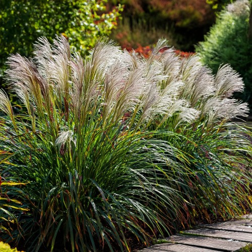 miskant-chinski-morning-light-miscanthus-sinensis-morning-light-sadzonka-zielona-para