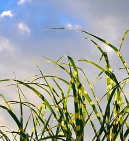 Miskant chiński Strictus