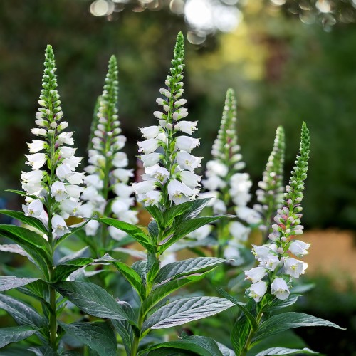 physostegia-virginiana-alba-sadzonka-zielona-para
