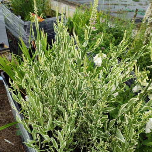 odetka-wirginijska-variegata-physostegia-virginiana-pstre-liscie-rozowe-kwiaty-bylina-na-rabatki-sadzonka-sadzonki-zielona-para-zielonapara