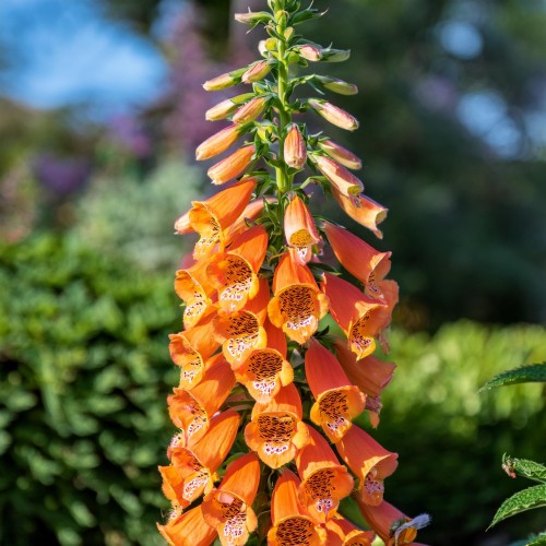 naparstnica-firecracker-pomaranczowa-digitalis-purpurea-firecracker-sadzonka-zielona-para