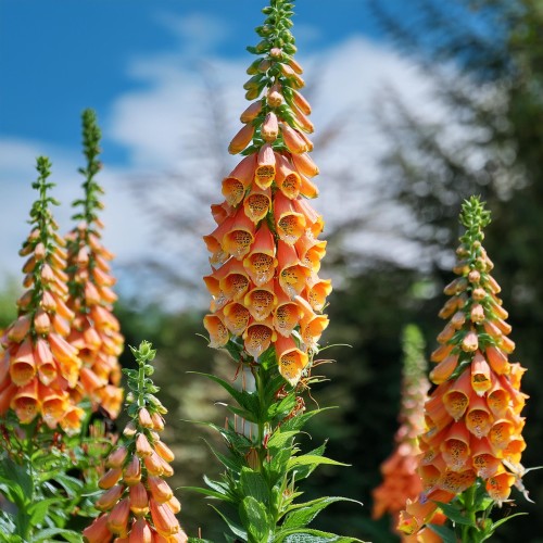 naparstnica-firecracker-pomaranczowa-digitalis-purpurea-firecracker-sadzonka-zielona-para