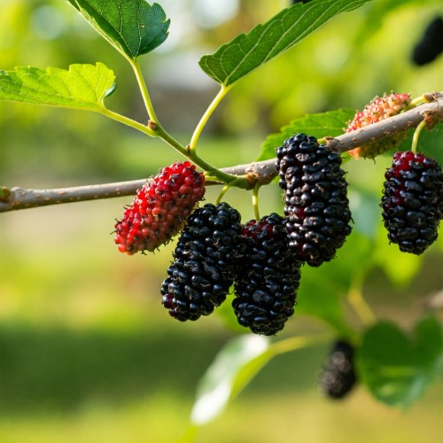 morwa-czarna-morus-nigra-sadzonka-zielona-para