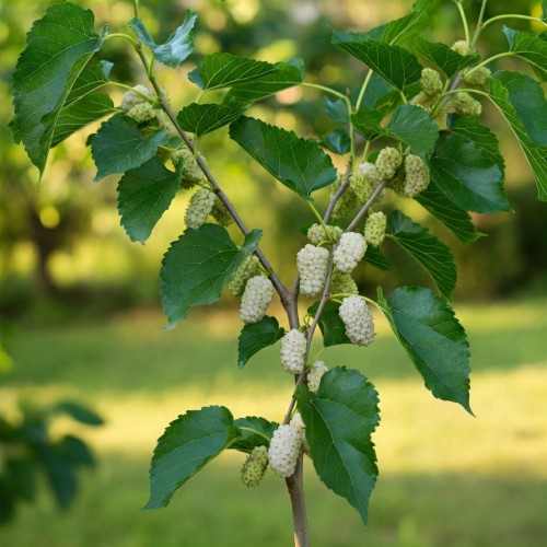 morwa-biala-morus-alba-z-owocami-sadzonka-zielona-para