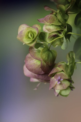Oregano ozdobne Amethyst falls  (lebiodka)