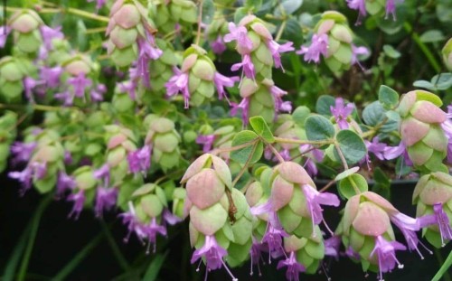 flower-oregano-amethyst-falls-origanum-vulgare--sadzonka-zielona-para.jpg