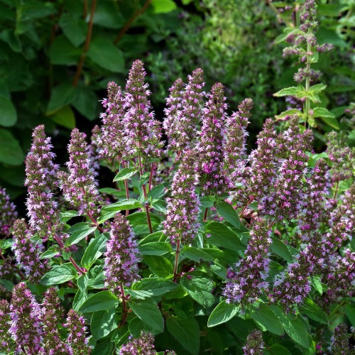 oregano-lebiodka-pospolita-origanum-vulgare-zielonapara-sadzonka-duza-zdrowa-aromatyczne-liscie-fioletowe-kwiaty
