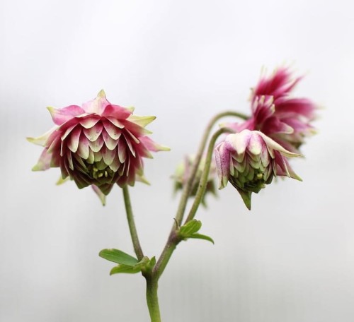 orlik-pospolity-nora-barlow-aquilegia-vulgaris-nora-barlow-sadzonka-zielona-para