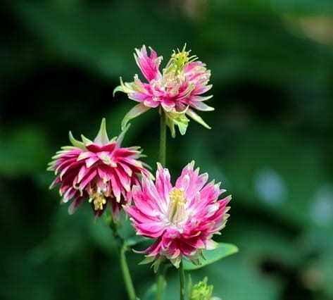 orlik-pospolity-nora-barlow-aquilegia-vulgaris-nora-barlow-sadzonka-zielona-para