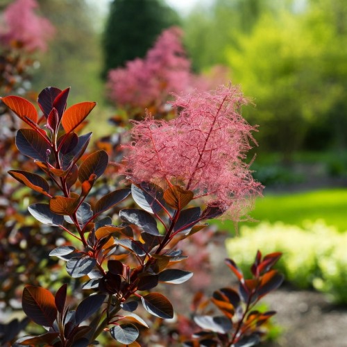 perukowiec-podolski-royal-purple-cotinus-coggygria-royal-purple-sadzonka-zielona-para