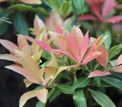 Pieris japoński Besbee Dwarf C4