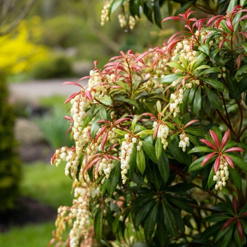 Pieris japoński Major C4