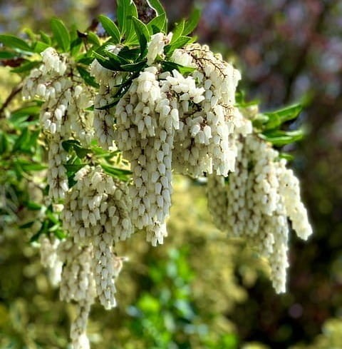 Pieris japoński Fuga C4