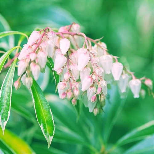 Pieris japoński Flaming Silver C4