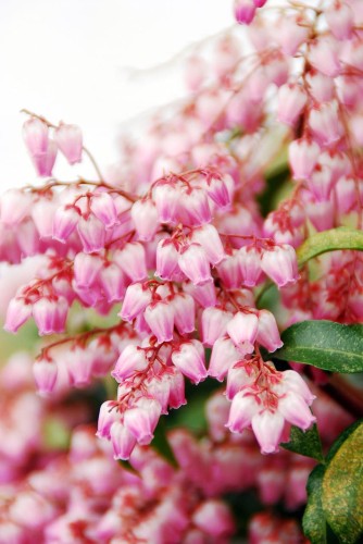 zielonapara-sadzonka-zielona-para-ralto-pieris-japonica.jpg
