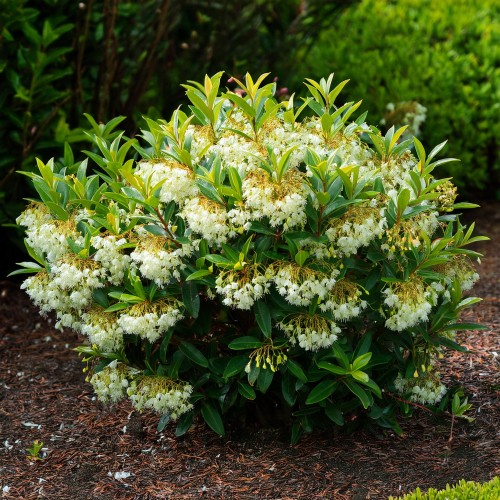 Pieris japoński Little Hedge Green C4